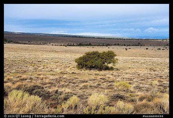 Sagebrush and isolated juniper, Pinabetal Mesa. Rio Grande Del Norte National Monument, New Mexico, USA (color)