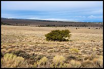 Sagebrush and isolated juniper, Pinabetal Mesa. Rio Grande Del Norte National Monument, New Mexico, USA ( color)
