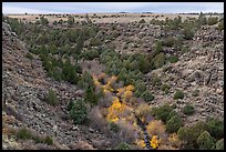 Juniper and pocket of trees in autumn foliage in Rio San Antonio. Rio Grande Del Norte National Monument, New Mexico, USA ( color)
