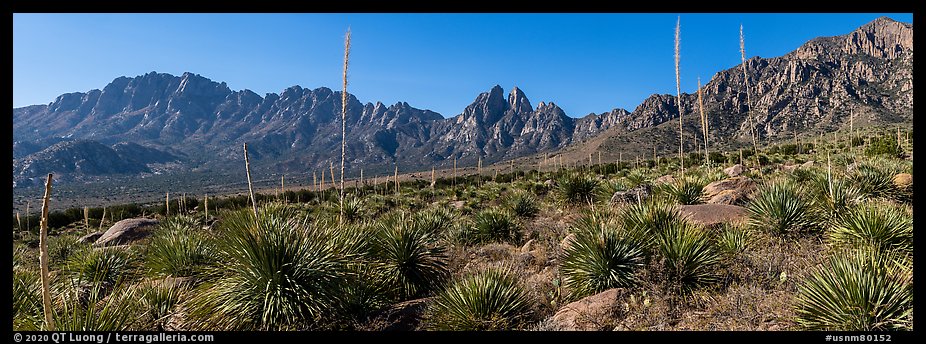 Sotol with flowering stem, Needles, Rabbit Ears. Organ Mountains Desert Peaks National Monument, New Mexico, USA (color)