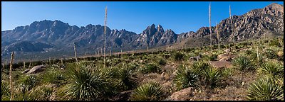 Sotol with flowering stem, Needles, Rabbit Ears. Organ Mountains Desert Peaks National Monument, New Mexico, USA (Panoramic color)