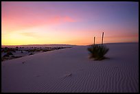 Soaptree Yucca against sunrise sky. White Sands National Park, New Mexico, USA.