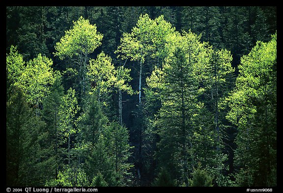 Aspens and conifers in spring. New Mexico, USA (color)