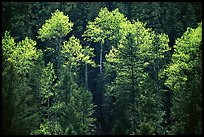 Aspens and conifers in spring. New Mexico, USA