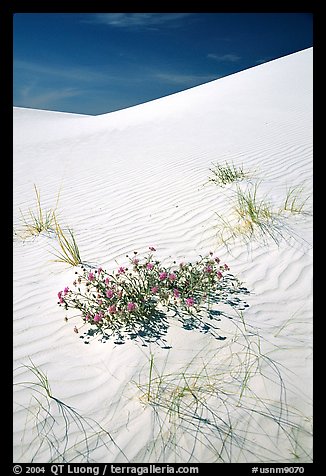 Flowers and dunes. White Sands National Park, New Mexico, USA.