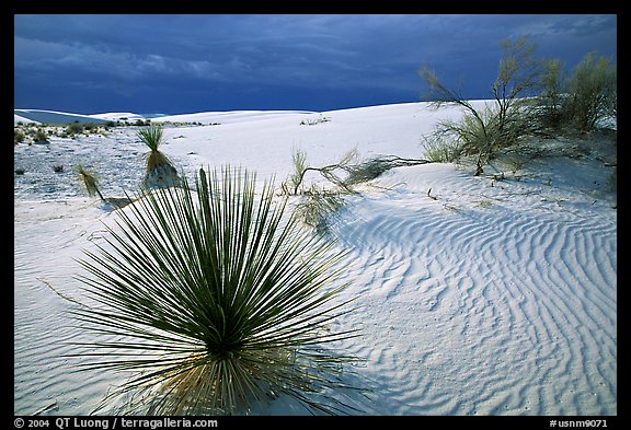 Yuccas, White Sand National Monument. White Sands National Monument, New Mexico, USA