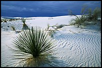 Yuccas, White Sand National Monument. White Sands National Monument, New Mexico, USA ( color)