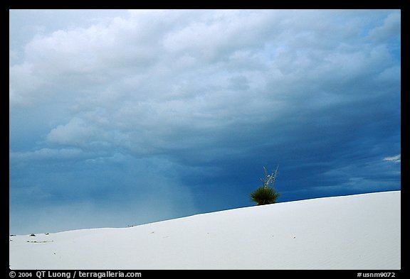 Lone Yucca. White Sands National Park (color)