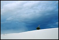 Lone Yucca. White Sands National Monument, New Mexico, USA ( color)