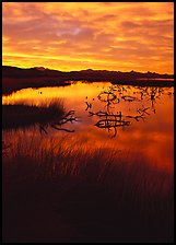 Reeds and branches in marsh, sunrise, Havasu National Wildlife Refuge. Nevada, USA