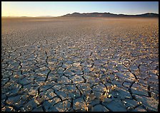 Peeling dried mud, sunrise, Black Rock Desert. Nevada, USA