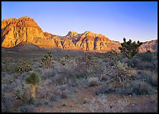 Yuccas and rock walls at sunrise, Red Rock Canyon. Red Rock Canyon, Nevada, USA