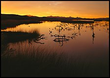 Wetlands at sunrise, Havasu National Wildlife Refuge. USA ( color)