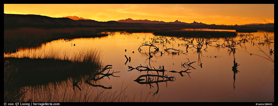 Wetland scenery at sunrise. Nevada, USA (color)
