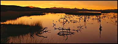 Wetland scenery at sunrise. Nevada, USA (Panoramic color)