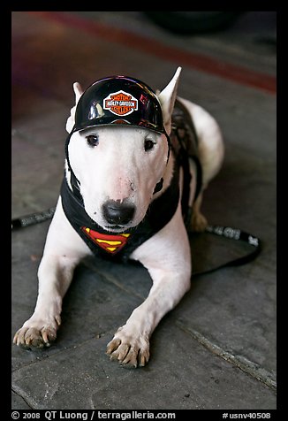 Puppy wearing Harley-Davidson gear. Reno, Nevada, USA (color)