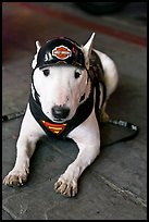 Puppy wearing Harley-Davidson gear. Reno, Nevada, USA ( color)