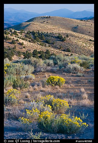 Sagebrush and hills, Virginia City, Nevada. Virginia City, Nevada, USA