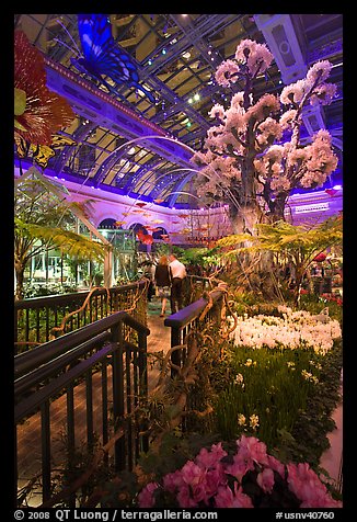 Botanical garden and conservatory with purple light, Bellagio Casino. Las Vegas, Nevada, USA (color)