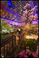 Botanical garden and conservatory with purple light, Bellagio Casino. Las Vegas, Nevada, USA (color)