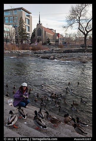Woman feeding ducks on steps of Truckee River. Reno, Nevada, USA