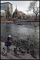 Woman feeding ducks on steps of Truckee River. Reno, Nevada, USA ( color)