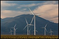 Electricity-generating windmills. Nevada, USA (color)