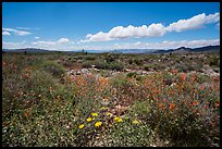 Flats with wild poppies. Gold Butte National Monument, Nevada, USA ( color)