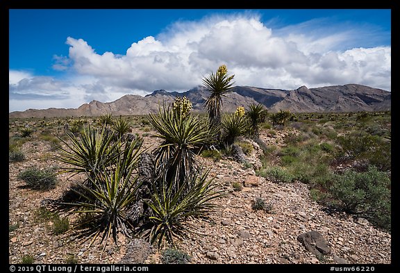 Yuccas in bloom and South Virgin Peak Ridge. Gold Butte National Monument, Nevada, USA (color)