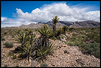 Yuccas in bloom and South Virgin Peak Ridge. Gold Butte National Monument, Nevada, USA ( color)