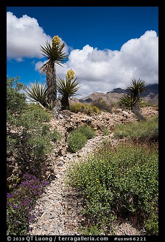 Desert wash with Yuccas in bloom. Gold Butte National Monument, Nevada, USA (color)