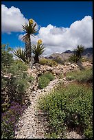 Desert wash with Yuccas in bloom. Gold Butte National Monument, Nevada, USA ( color)