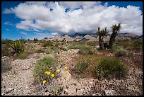 Wildflowers in wash, Yuccas in bloom, South Virgin Peak Ridge. Gold Butte National Monument, Nevada, USA ( color)