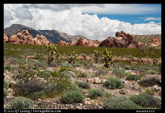 Joshua Trees and Whitney Pocket rocks. Gold Butte National Monument, Nevada, USA (color)