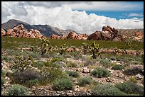 Joshua Trees and Whitney Pocket rocks. Gold Butte National Monument, Nevada, USA ( color)