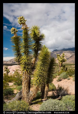 Joshua Tree with seeds. Gold Butte National Monument, Nevada, USA (color)