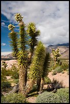 Joshua Tree with seeds. Gold Butte National Monument, Nevada, USA ( color)