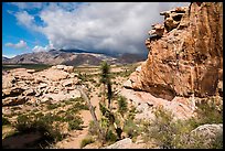 Rocks, Joshua Tree, South Virgin Peak Ridge. Gold Butte National Monument, Nevada, USA ( color)