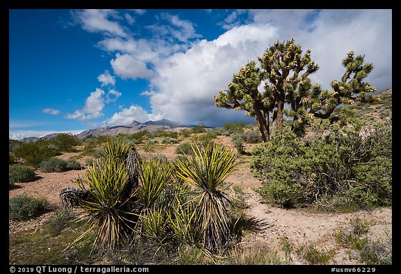 Yucca and Joshua Tree in seed. Gold Butte National Monument, Nevada, USA (color)