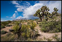 Yucca and Joshua Tree in seed. Gold Butte National Monument, Nevada, USA ( color)