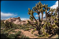 Joshua Trees in seed and rocks. Gold Butte National Monument, Nevada, USA ( color)
