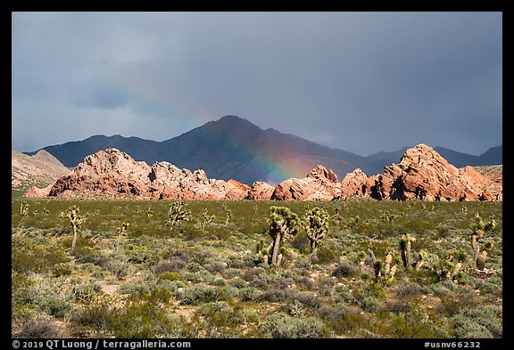 Joshua Trees, Whitney Pocket with rainbow. Gold Butte National Monument, Nevada, USA (color)