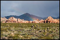 Joshua Trees, Whitney Pocket with rainbow. Gold Butte National Monument, Nevada, USA ( color)