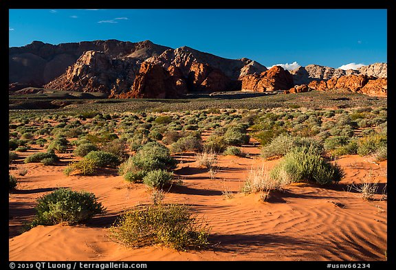Sand dunes. Gold Butte National Monument, Nevada, USA (color)