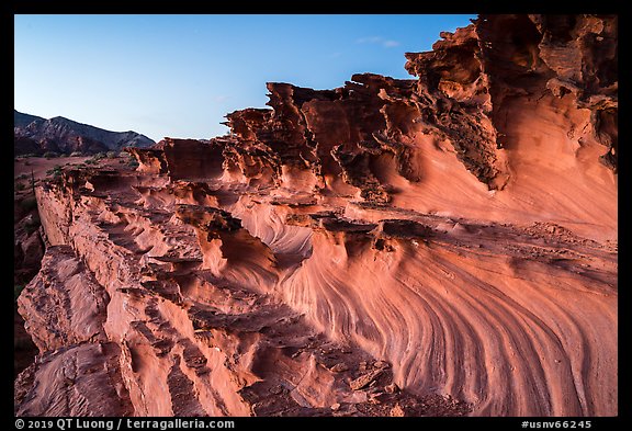 Fins and twrils of weathered sandstone. Gold Butte National Monument, Nevada, USA (color)