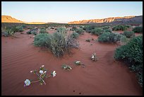 Primerose and sand dunes at sunrise. Gold Butte National Monument, Nevada, USA ( color)