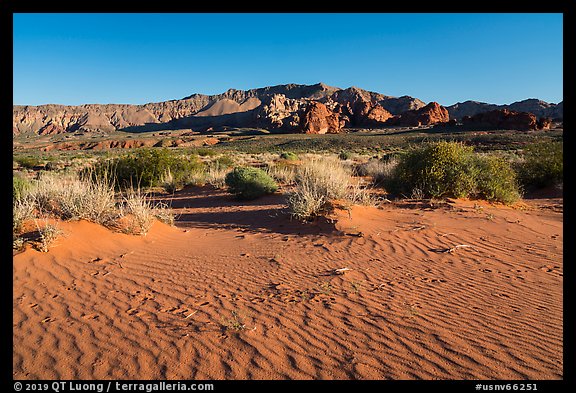 Dunes with animal tracks in sand. Gold Butte National Monument, Nevada, USA (color)