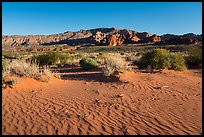 Dunes with animal tracks in sand. Gold Butte National Monument, Nevada, USA ( color)