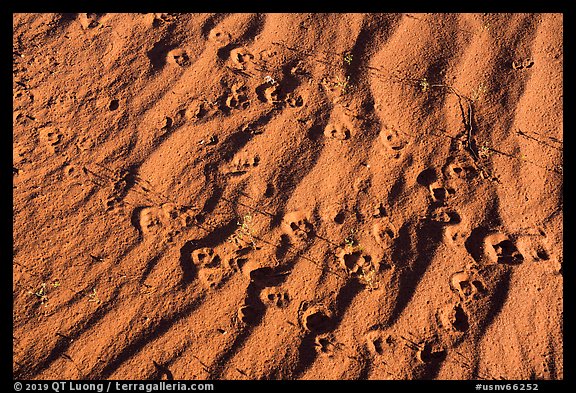 Close up of sand ripples and animal tracks. Gold Butte National Monument, Nevada, USA (color)