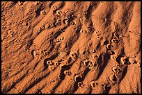 Close up of sand ripples and animal tracks. Gold Butte National Monument, Nevada, USA ( color)